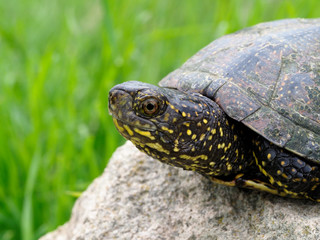 European pond turtle, Emys orbicularis