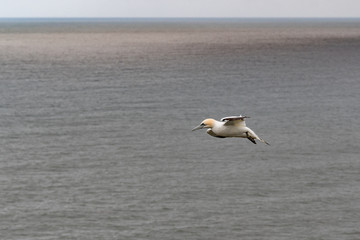 Fototapeta na wymiar Gannet Soaring off the Coast of Bempton Cliffs