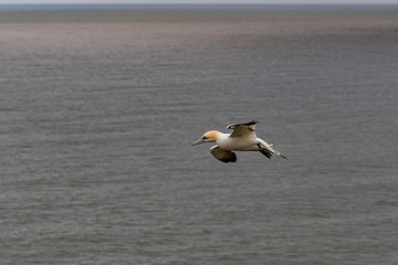 Fototapeta na wymiar Gannet Soaring off the Coast of Bempton Cliffs