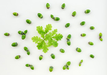 Green oak leaves and acorns on white background