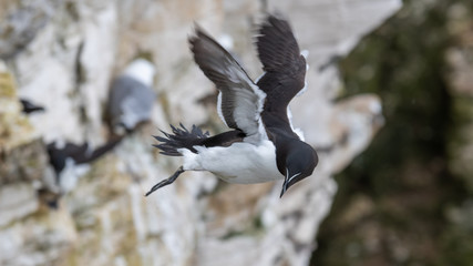 A Guillemot in Flight Over Bempton Cliffs