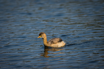 A little grebe or Tachybaptus ruficollis swimming in water at keoladeo bird sanctuary, bharatpur, rajasthan, india