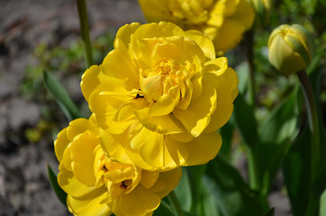 tulip flower, yellow with green leaves,