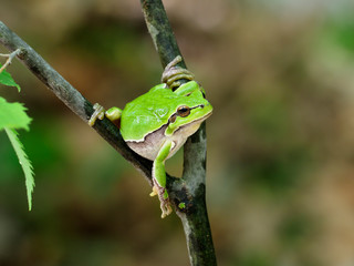 Naklejka premium European tree frog, Hyla arborea