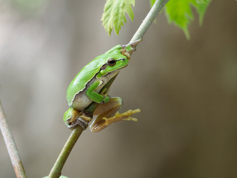 European tree frog, Hyla arborea