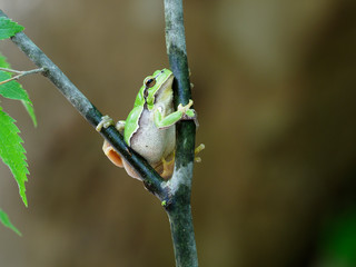 European tree frog, Hyla arborea
