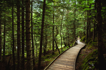 Narrow lumber path going through tranquil green forest on sunny day in countryside