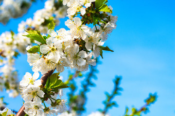 Cherry blossoms under the blue sky. Cherry blossoms. The Cherry Blossoms-Sakura. Background.