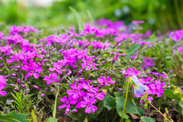 Beautiful flowers in the garden. Flowers under the tree. Flowers close up. Background. Bokeh.