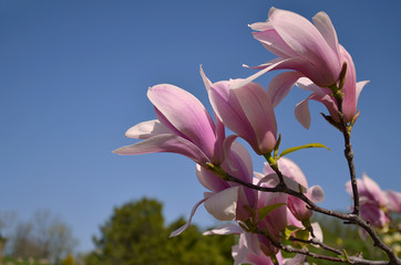 magnolia flower, tree branches with large fragrant flowers
