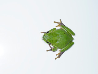 European tree frog, Hyla arborea