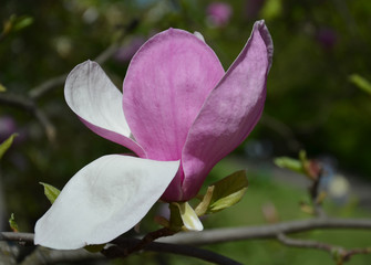 magnolia flower, tree branches with large fragrant flowers