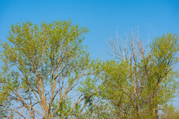 Blue sky, poplar trees and yellowed leaves. Poplars in autumn paint against the blue sky.