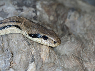 Four-lined snake, Elaphe quatuorlineata