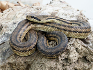 Four-lined snake, Elaphe quatuorlineata