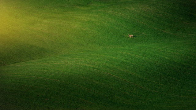 Landscape of majestic green field with pasturing deer, Tuscany, Italy
