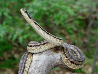 Four-lined snake, Elaphe quatuorlineata
