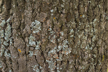 Tree bark with moss close up. Old wood tree bark texture with gray moss.