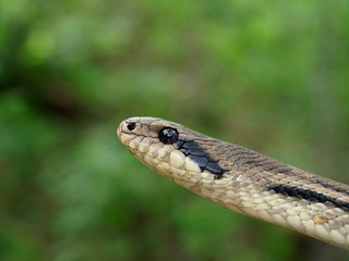 Four-lined snake, Elaphe quatuorlineata