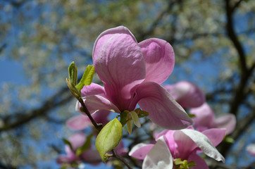 magnolia flower, tree branches with large fragrant flowers