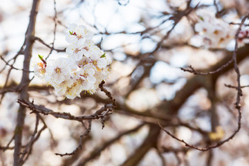 cherry blossom in spring