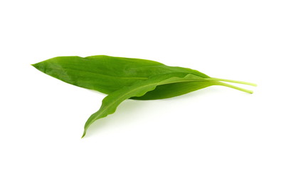 Ramsons (Wild Garlic) isolated on a white background.  © Sanja