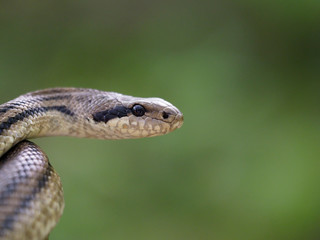 Four-lined snake, Elaphe quatuorlineata