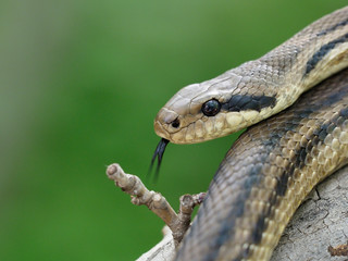 Four-lined snake, Elaphe quatuorlineata