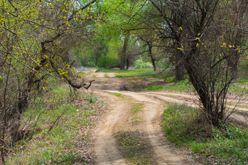 Naklejka premium Beautiful landscape in deciduous forest. Dense mixed forest. The path goes through the forest. The road goes through a dense deciduous forest. Bumpy road.