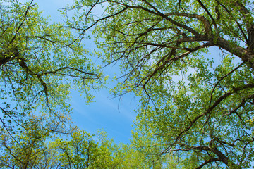 Background, screensaver of deciduous trees. Bright sunlight illuminating the trees. The top of the deciduous forest.