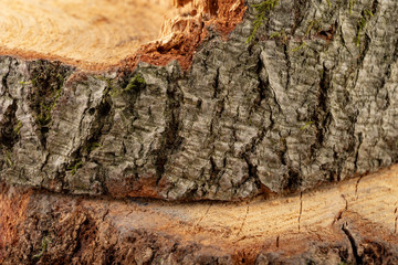 The texture of hardwood. Cross-section of a beech tree trunk.