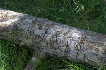 Chewing Channels - Evidence of bark beetle activity on a piece of log