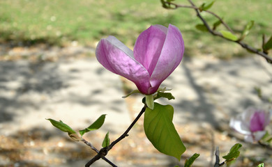 magnolia flower, tree branches with large fragrant flowers