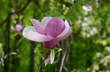 magnolia flower, tree branches with large fragrant flowers