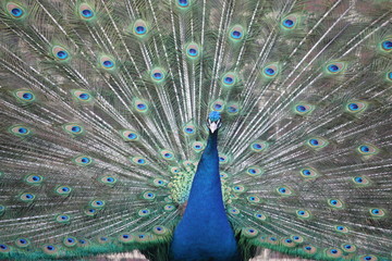 Fototapeta premium Pfau Rad