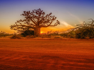 Silhouette of baobab - obrazy, fototapety, plakaty
