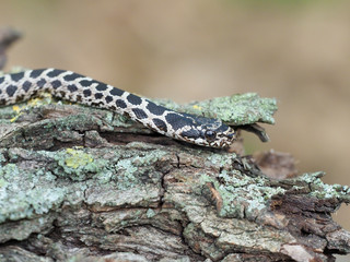 Four-lined snake, Elaphe quatuorlineata