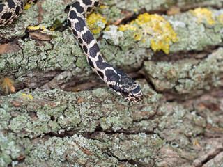 Four-lined snake, Elaphe quatuorlineata