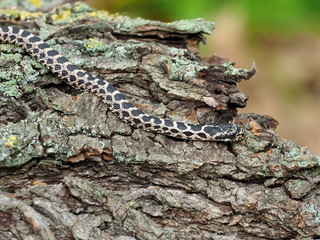 Four-lined snake, Elaphe quatuorlineata