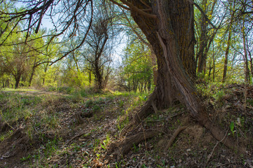 Mixed forest. Big tree on the cliff. Tree trunk close-up. The roots and dry branches of the tree.
