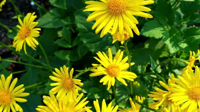 Rotating view of Leopard's bane flowers blowing in the wind