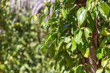 Black pepper plantation near Kampot / Kep, Cambodia. Kampot Pepper has a status of Protected Geographical Indication