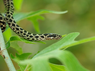 Four-lined snake, Elaphe quatuorlineata