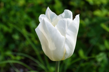 A beautiful white tulip closeup. Big white Bud of a Tulip. Background.