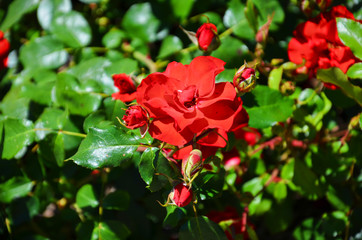 Beautiful detail of wild red rose bush taken in the summer with sun shining on the flowers. A rose is a woody perennial flowering plant of the genus Rosa, in the family Rosaceae