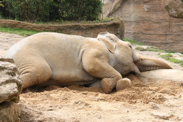 Elefant schläft