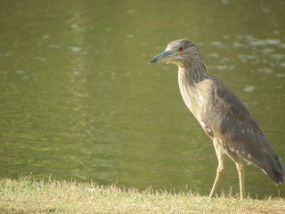 Pássaro no Lago