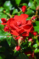 Amazing view of wild red roses taken close up on a sunny day with sun shining on the green leaves. The vertical nature photography has blurred background. Rose is one of the most popular flowers