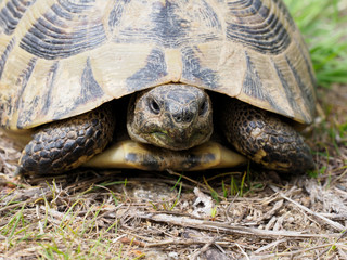 Hermann's tortoise, Testudo hermanni