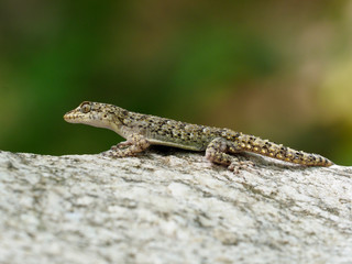 Kotschys gecko, Cyrtopodion kotschyi